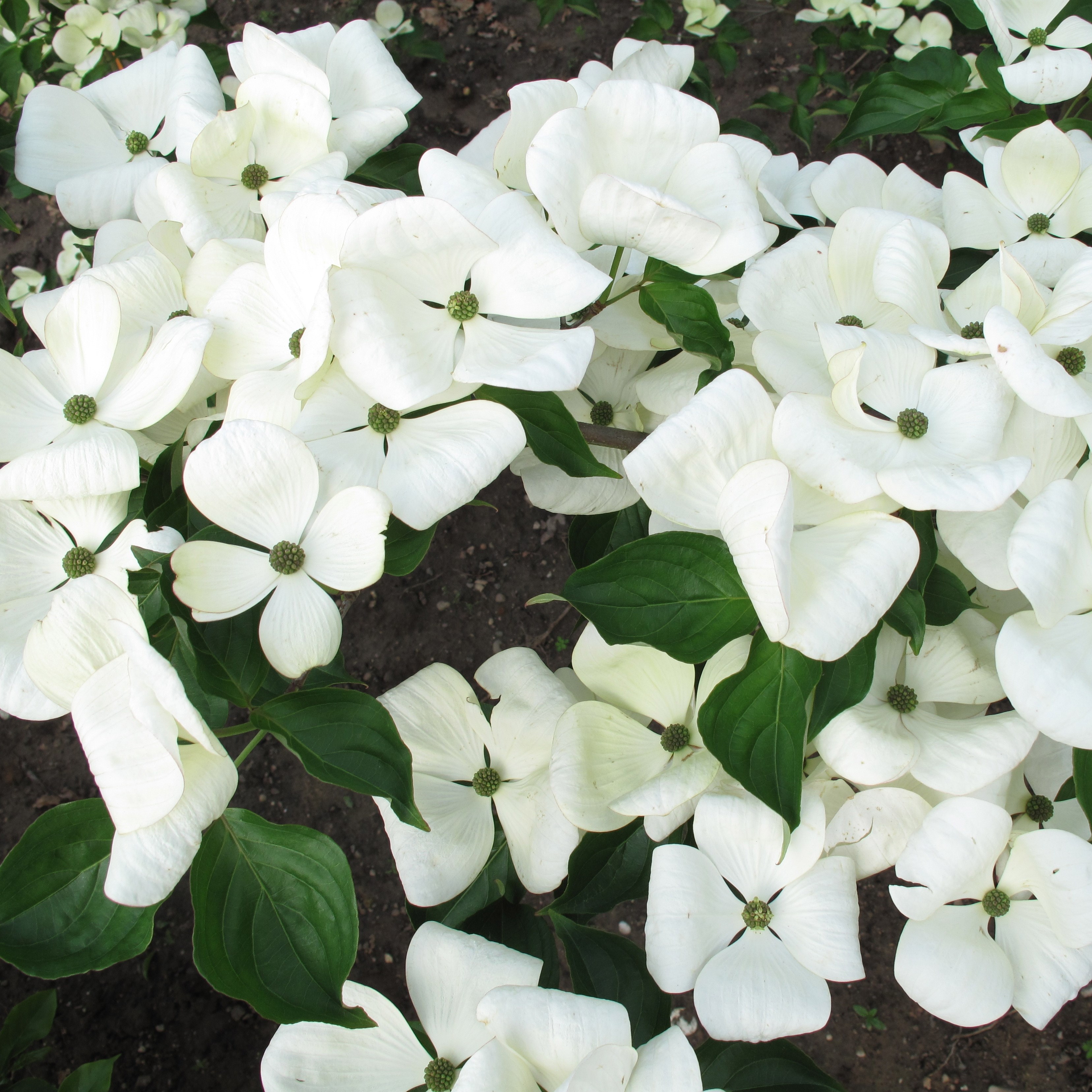 flowering dogwood