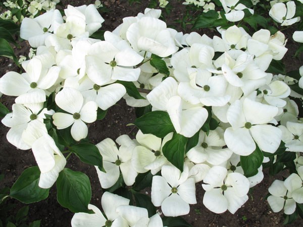 flowering dogwood flowering dogwood