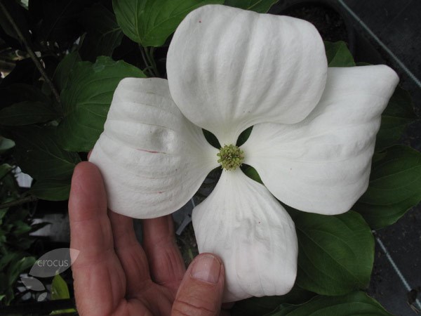 flowering dogwood flowering dogwood