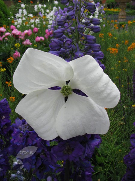flowering dogwood flowering dogwood