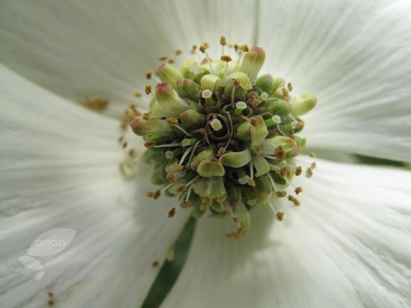 flowering dogwood flowering dogwood