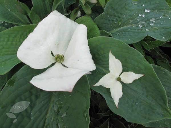 flowering dogwood flowering dogwood