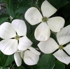 flowering dogwood