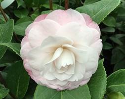 Camellia japonica 'Desire' (camellia)