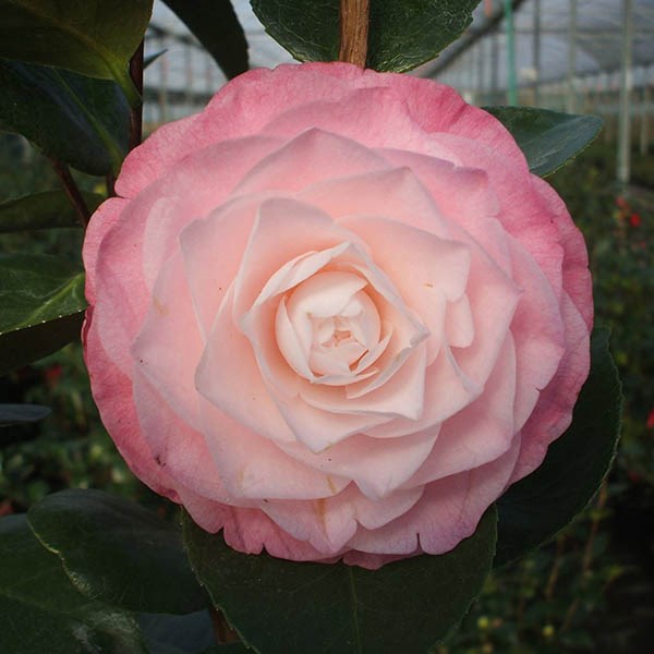 camellia camellia