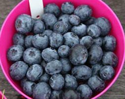 blueberry 'Spartan' (blueberry - early fruiting)