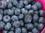 blueberry - early fruiting