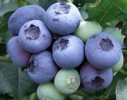 Blueberry - early fruiting - Blueberry  'Duke'