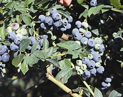 Blueberry - late fruiting - Blueberry  'Legacy'