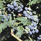 blueberry - late fruiting