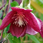 Clematis (group 1)