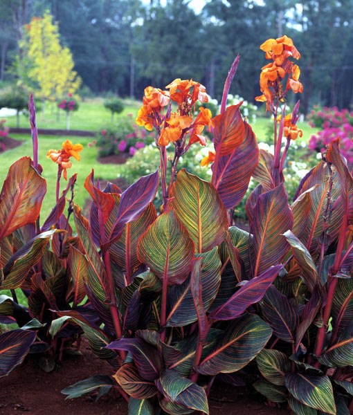 canna (syn Tropicanna ) canna (syn Tropicanna )