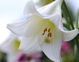 Lilium longiflorum 'White Heaven' (PBR) (Easter lily bulbs)