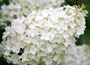 hydrangea
