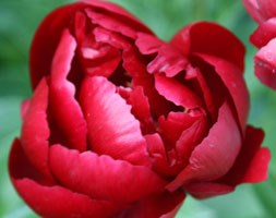 Paeonia 'Buckeye Belle' (paeony / peony)