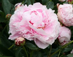 paeony / peony
