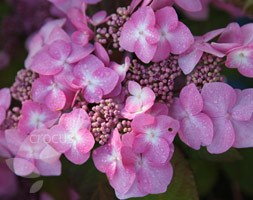 Hydrangea Endless Summer Twist-n-Shout ('Piihm-I') (lacecap hydrangea)