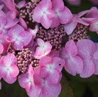 lacecap hydrangea