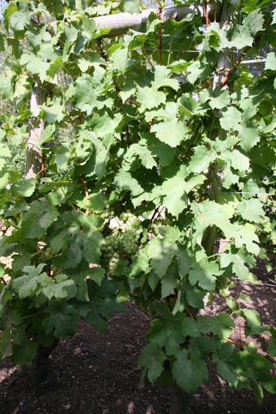 grape (syn Riesling Sylvaner) grape (syn Riesling Sylvaner)
