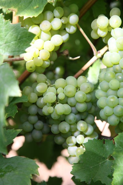 grape (syn Riesling Sylvaner) grape (syn Riesling Sylvaner)
