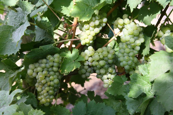 grape (syn Riesling Sylvaner) grape (syn Riesling Sylvaner)