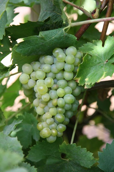 grape (syn Riesling Sylvaner) grape (syn Riesling Sylvaner)