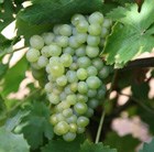 grape (syn Riesling Sylvaner)