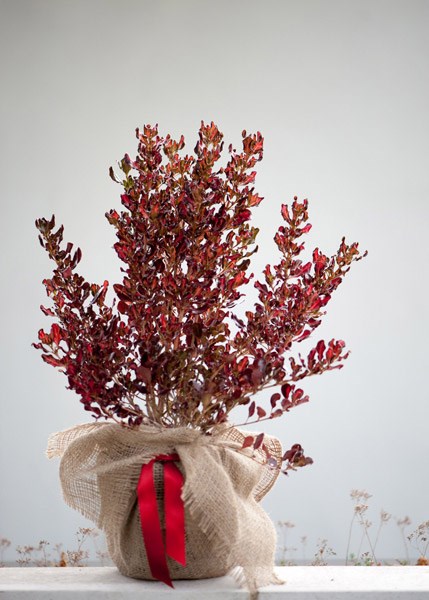 coprosma coprosma