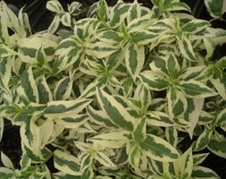 bush honeysuckle