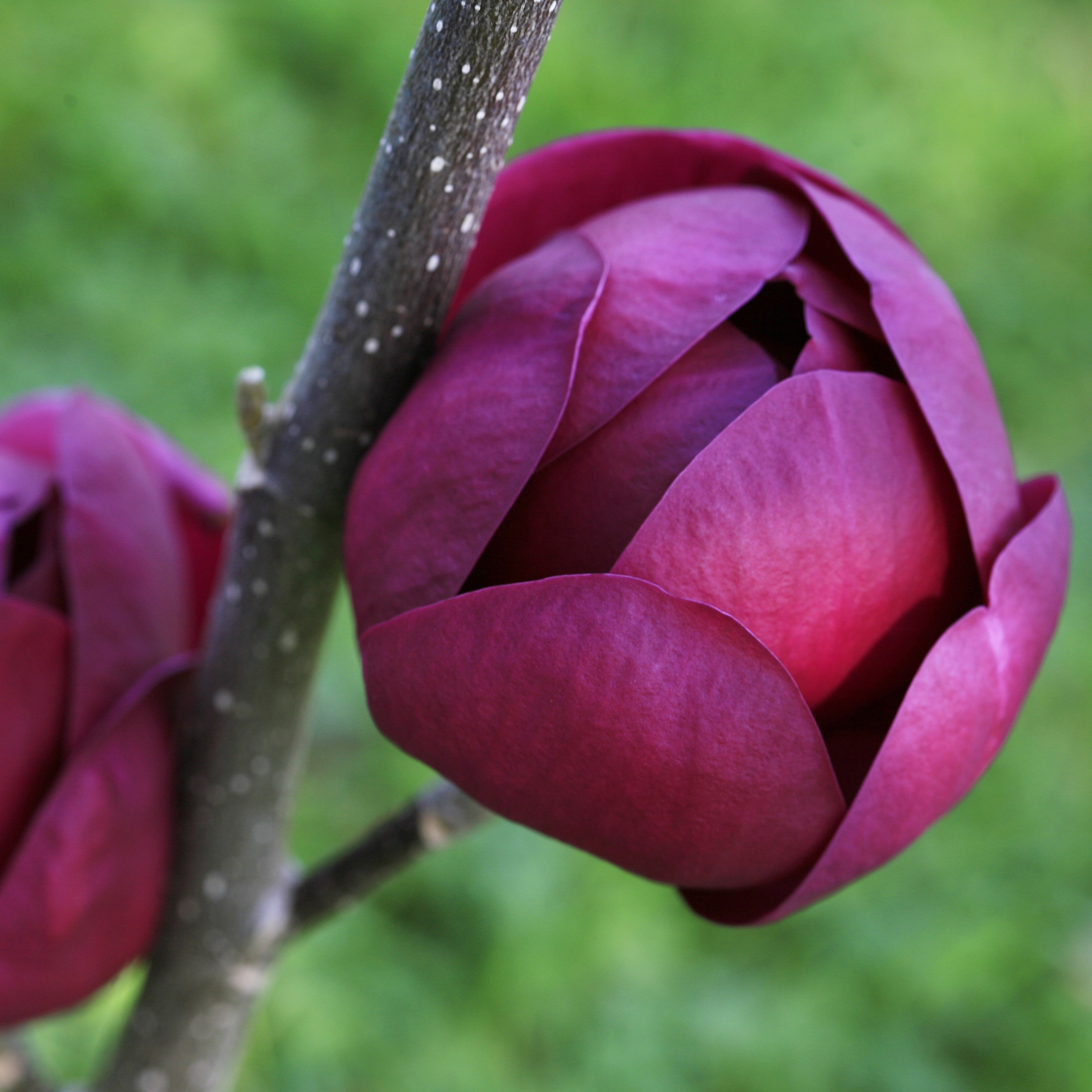 Magnolia Black Tulip ('Jurmag1') (PBR) (magnolia)