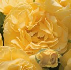 Rosa Absolutely Fabulous = 'Wekyossutono' (PBR)