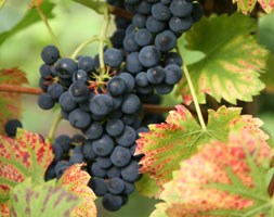 grape 'Regent'  (PBR) (grape)