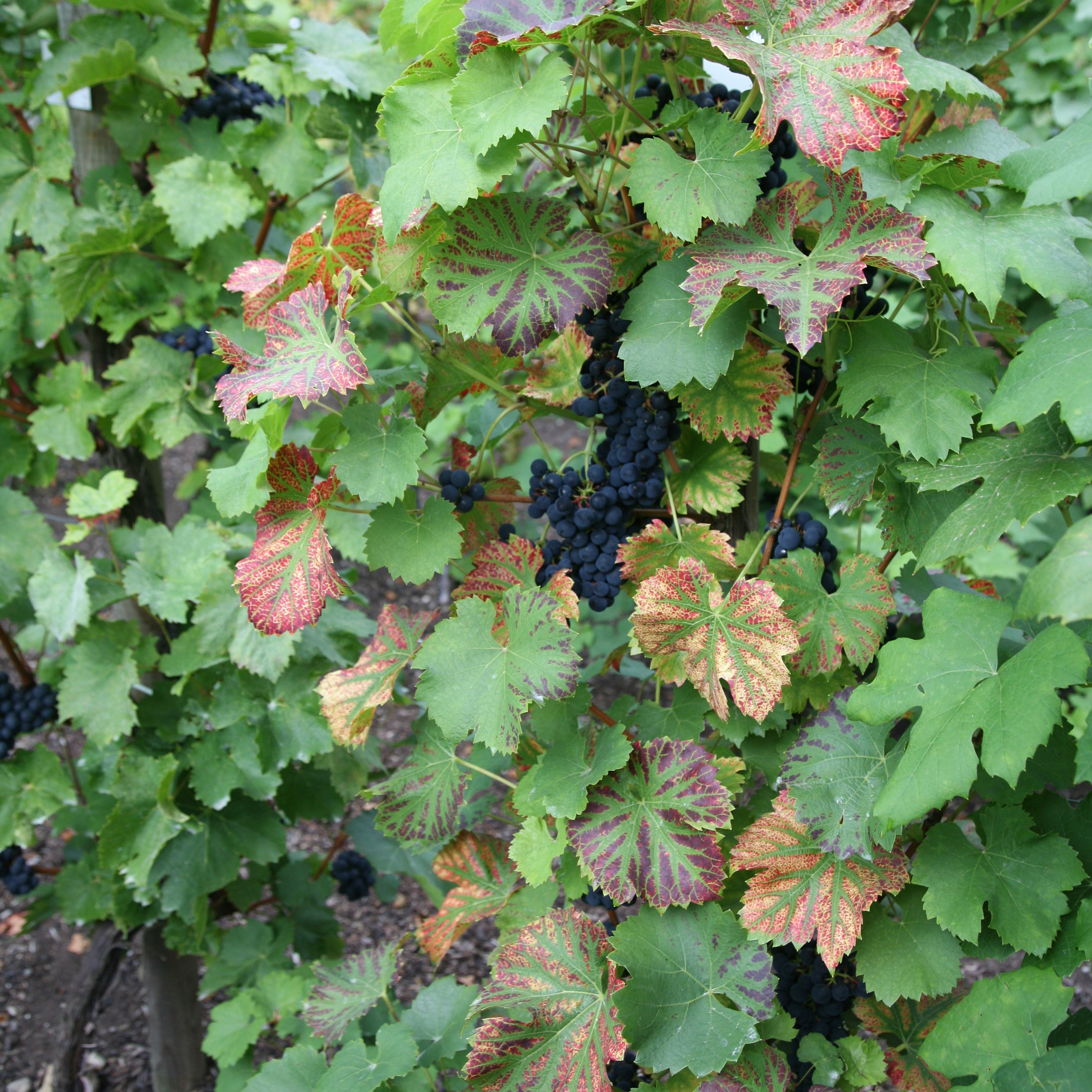 grape