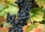 grape
