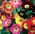 50 plus 20 FREE Primula Auricula Rainbow Garden Ready Plugs