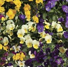 50 plus 20 FREE Viola Ochre (trailing) Garden Ready Plugs
