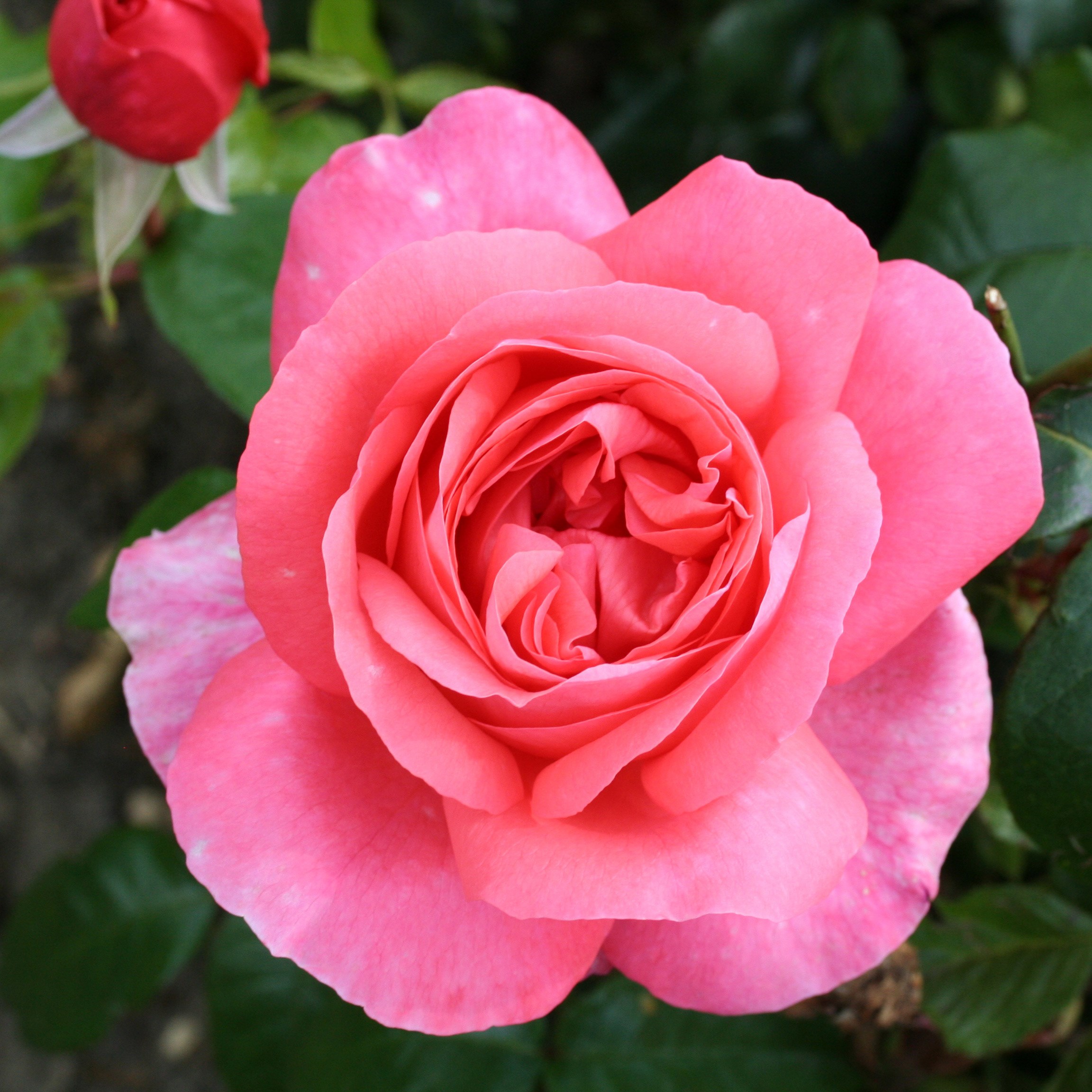 rose Special Anniversary (hybrid tea)