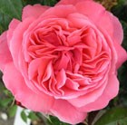 rose Special Anniversary (hybrid tea)