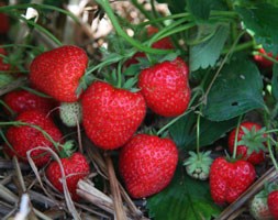 strawberry - late season fruiting
