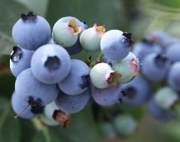 blueberry 'Chandler' (blueberry mid - late fruiting)