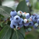 blueberry mid - late fruiting