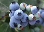 blueberry mid - late fruiting