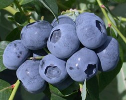 blueberry - early to mid-season fruiting