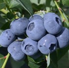 blueberry - early to mid-season fruiting
