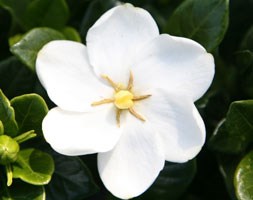 gardenia