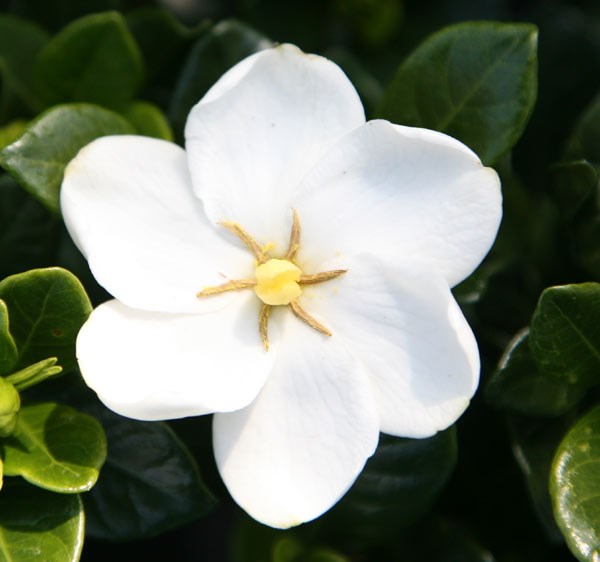 gardenia gardenia
