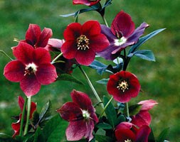 Helleborus x hybridus 'Red Lady' (Lady Series) (lenten rose / hellebore)