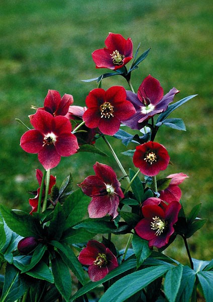 lenten rose lenten rose