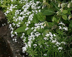 Sweet woodruff - Galium odoratum  