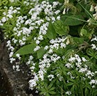 sweet woodruff